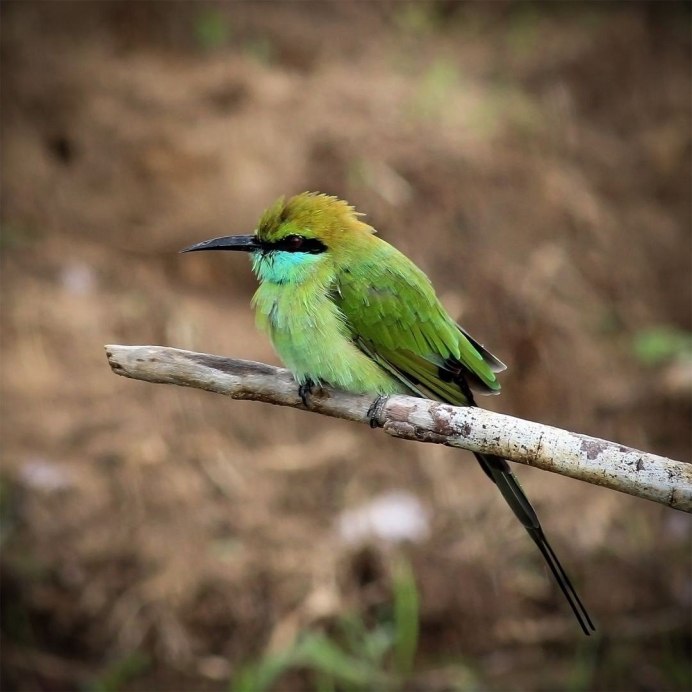 Зеленая птица