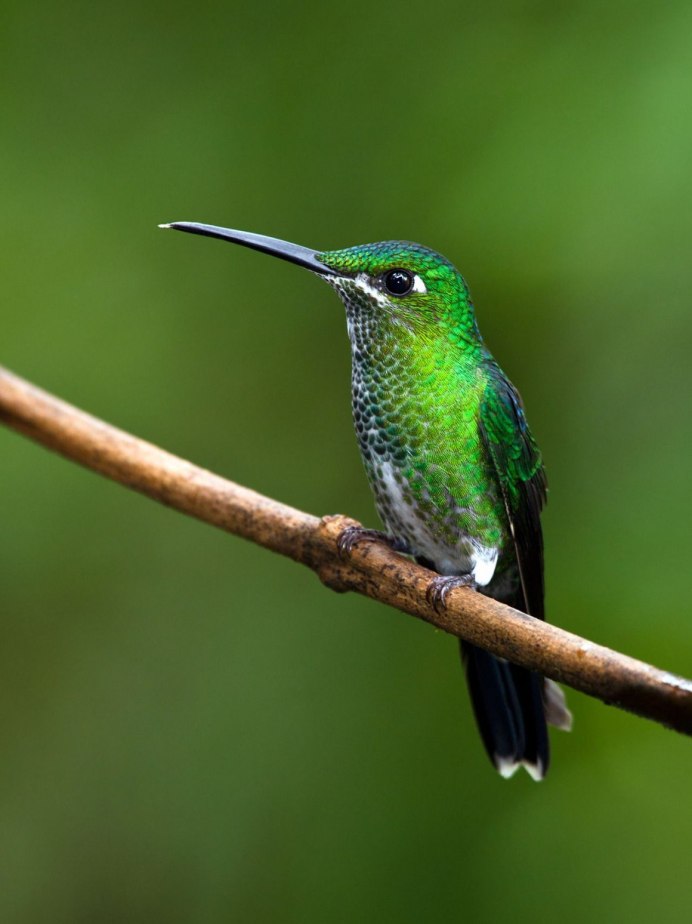 Маленькая птичка серо-зеленая с длинным клювом