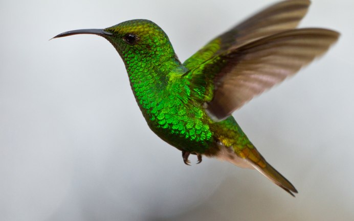 Маленькая птичка коричневая длинный носик