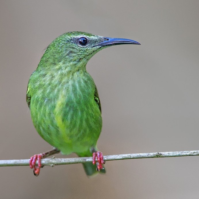Маленькие птицы с длинным клювом