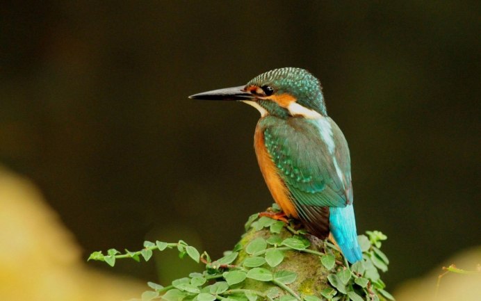 Желтогрудый дятел