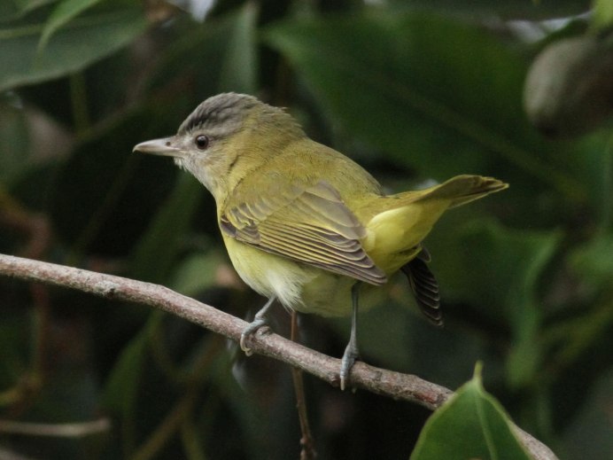 Птица с длинным тонким клювом