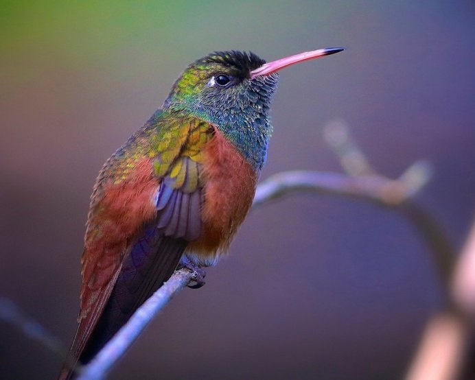 Колибри Южной Америки