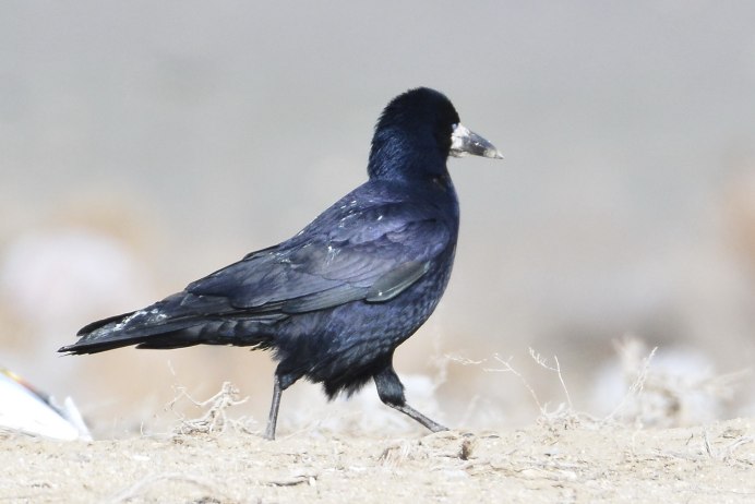 Ворон альбинос