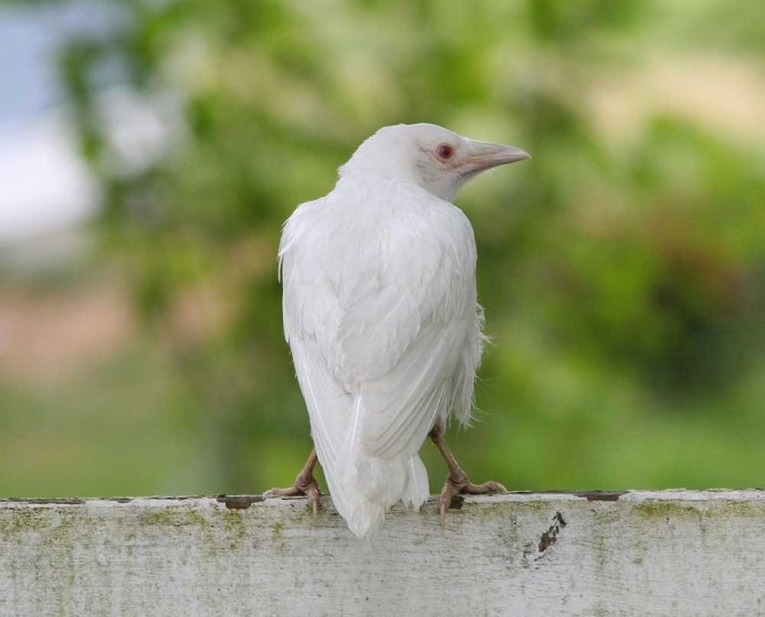 Грач в Сибири