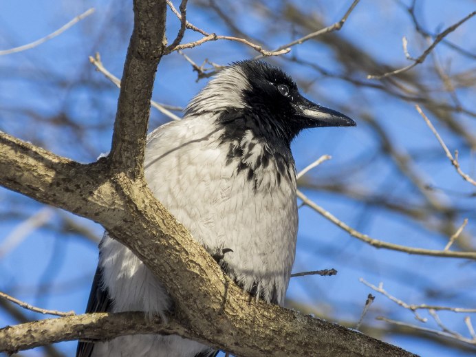 Ворона белого цвета