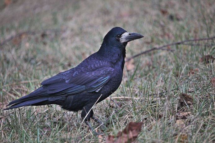 Белая ворона на черном фоне