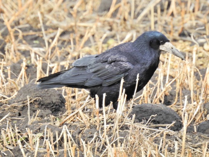 Ворона альбинос