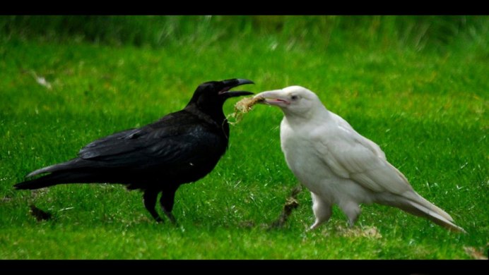 Бе́лая воро́на