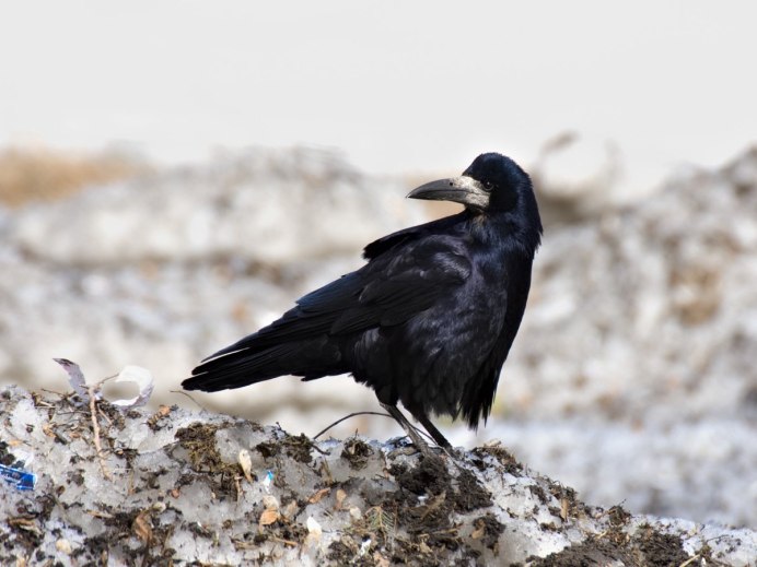 Бе́лая воро́на