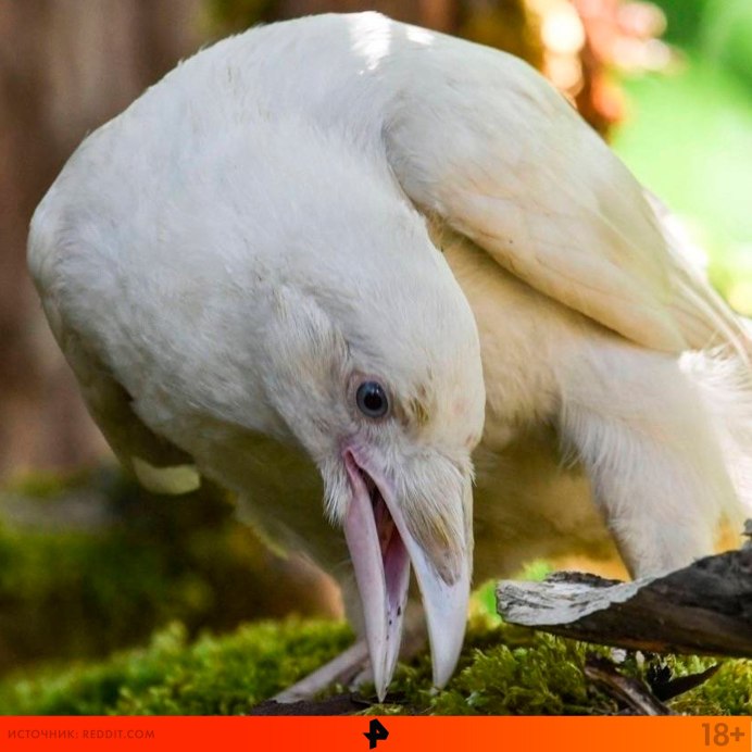 Грач альбинос