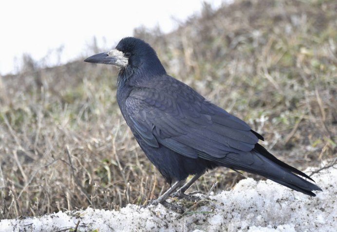 Сорока альбинос