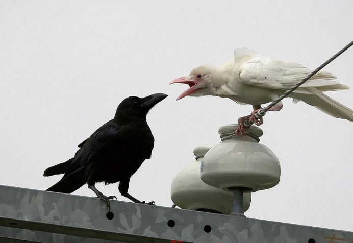 Фото птиц Грач и скворец