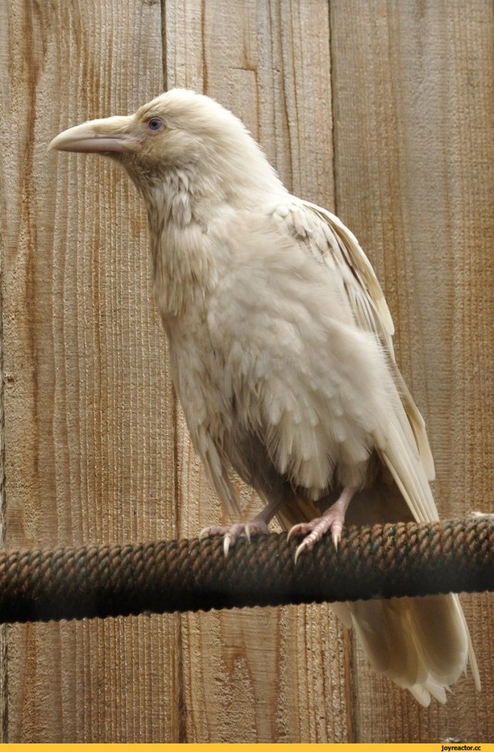 Грач Перелетная птица