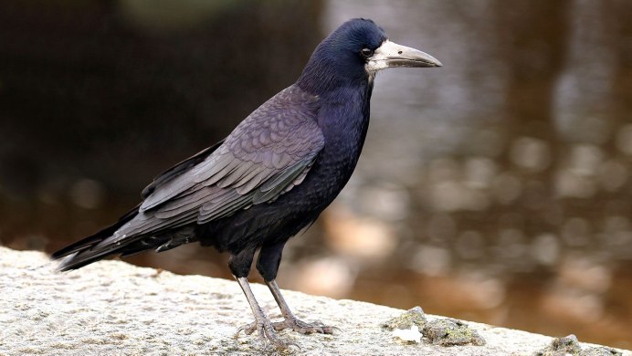 Грач фото на белом фоне