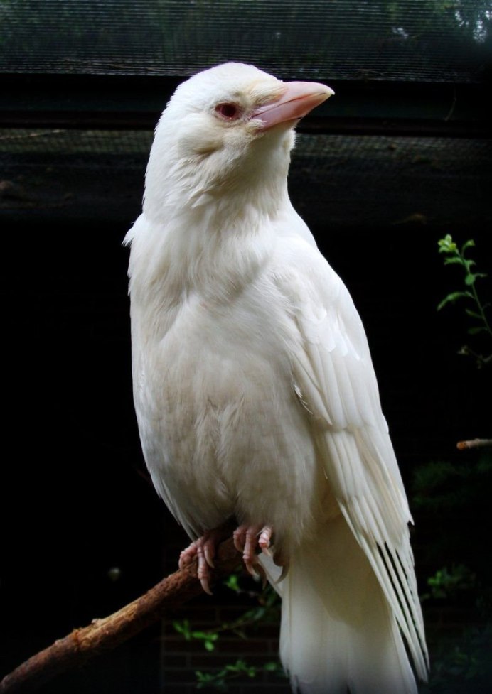 Грач в Сибири