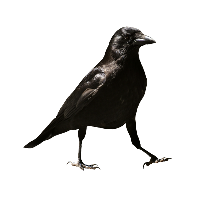 Белая ворона альбинос