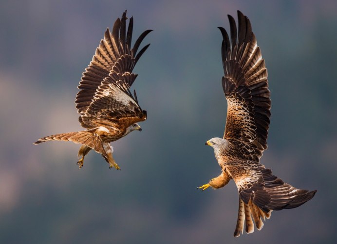 Беркут ястреб Коршун