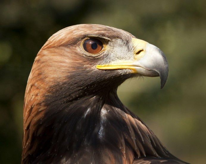 Сокол ястреб Коршун