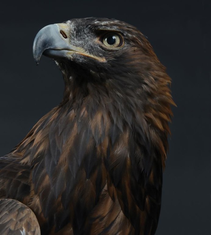 Сокол канюк