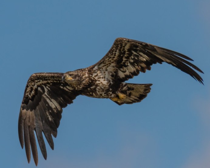 Беркут птица