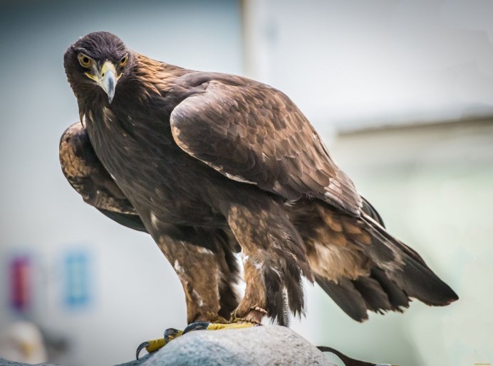 Белохвостый канюк