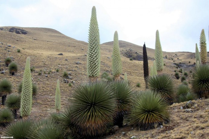 Пуйя ПИТКЕРНИЯ