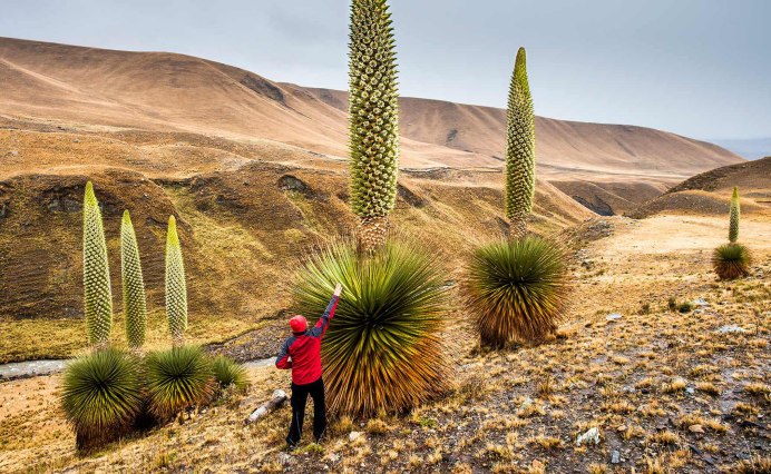 Голубой Лотос арт
