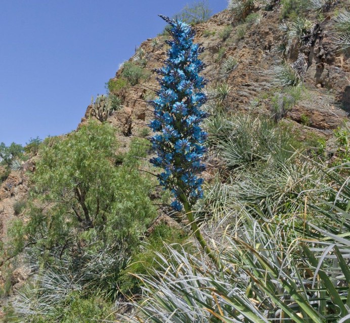 Пуйя Альпийская