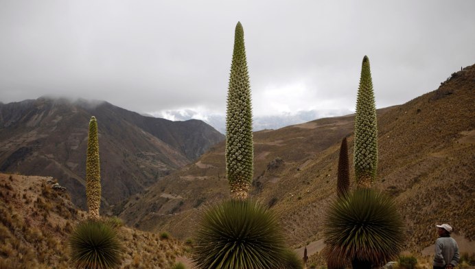Пуйя в горшке