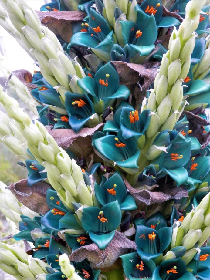 Голубая Пуйя