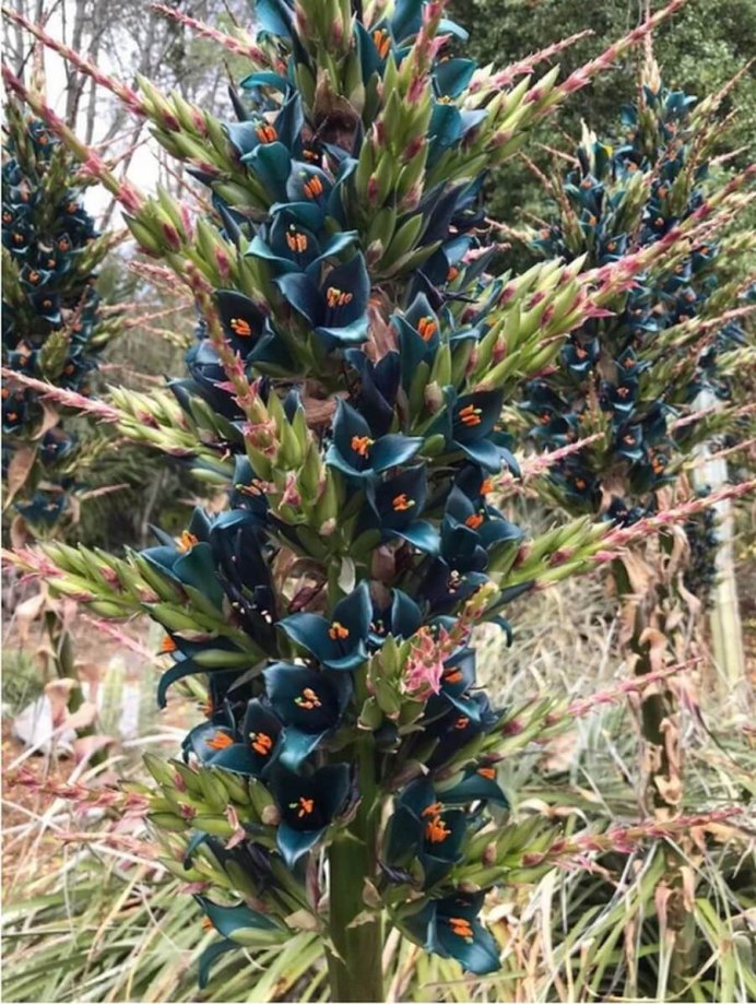 Редкие цветы Чили