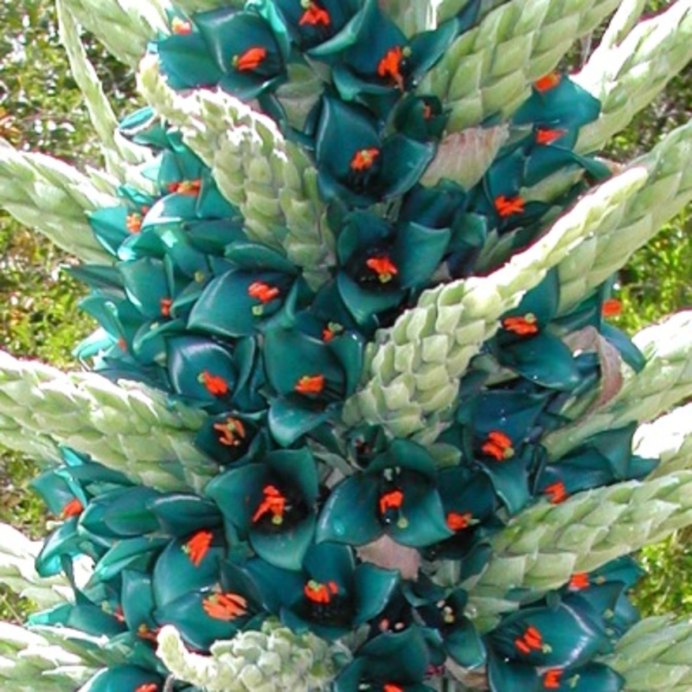 Пуйя Марианн Норт