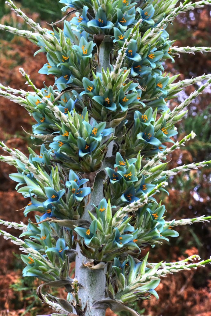 Джорджо Пуя