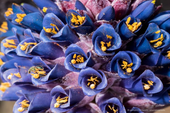 Пуйя Альпийская