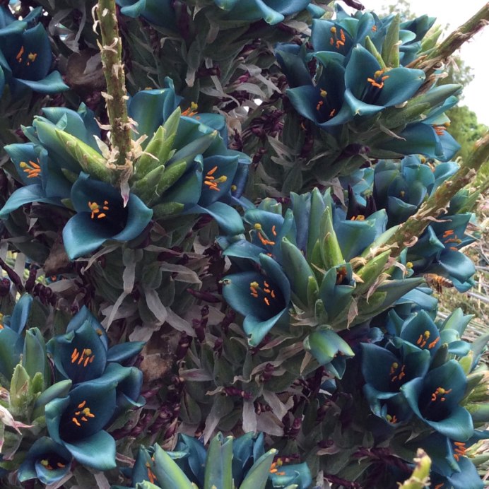 Пуйя ПИТКЕРНИЯ