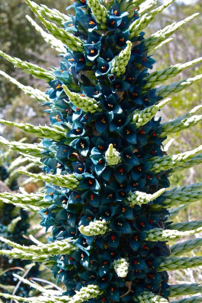 Пуйя Бертерони