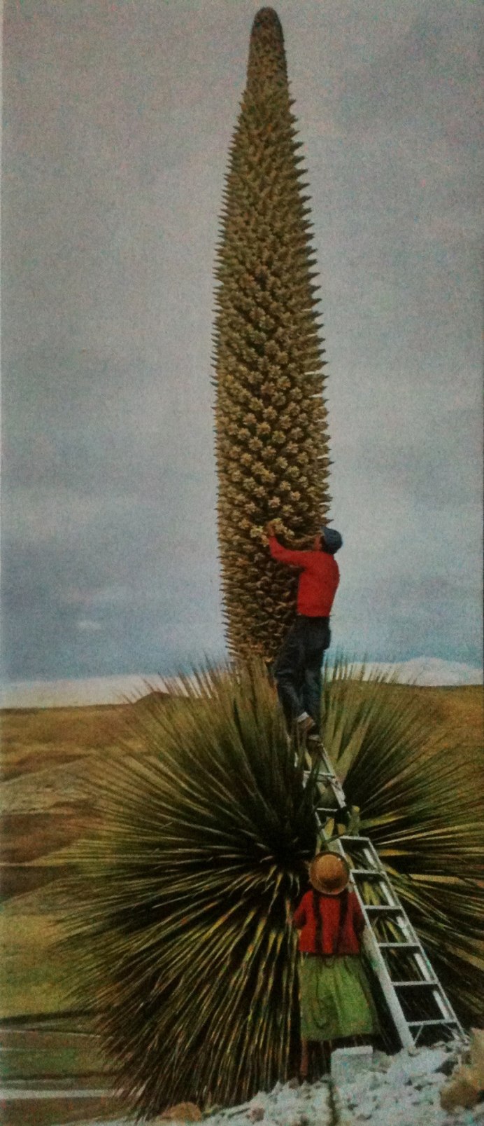 Цветок Пуйя Бертерони