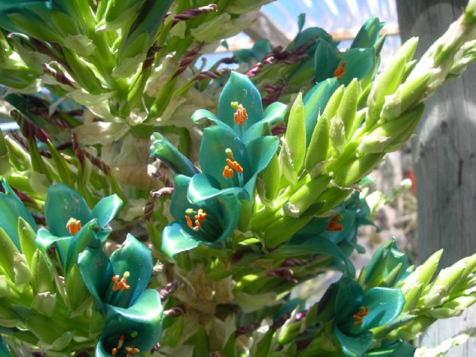 Пуйя ржавая