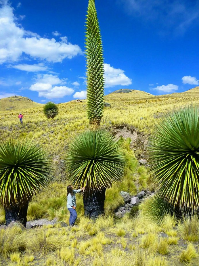 Пуйя Альпийская