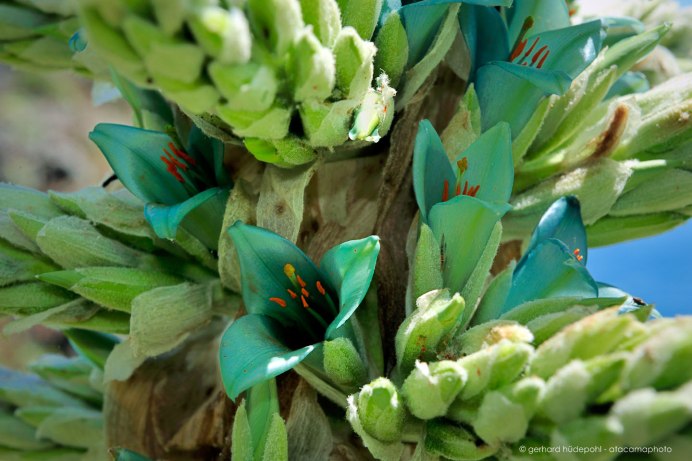 Синяя бабочка на цветке