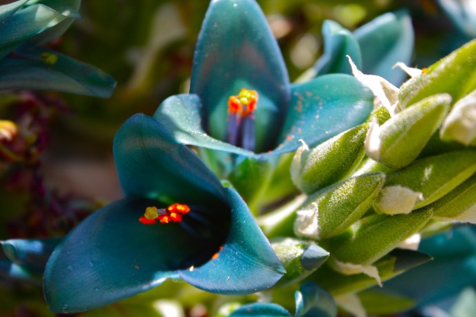 Пуйя ПИТКЕРНИЯ