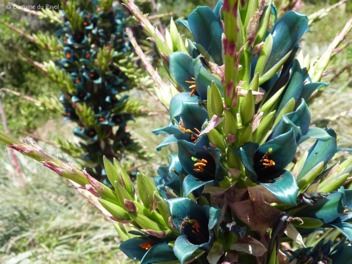 Те Пуйя новая Зеландия