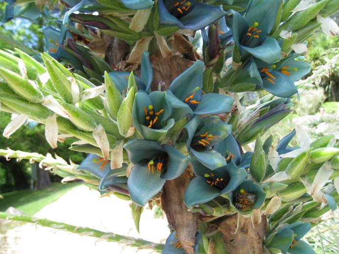 Пуйя альпестрис