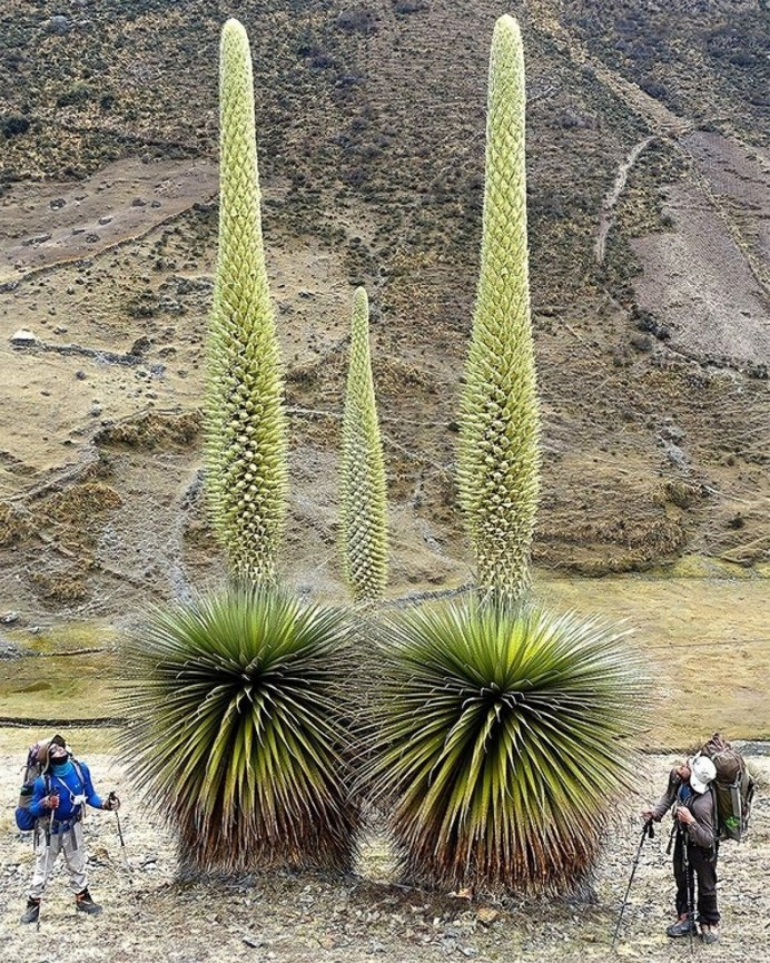 Пуйя ржавая