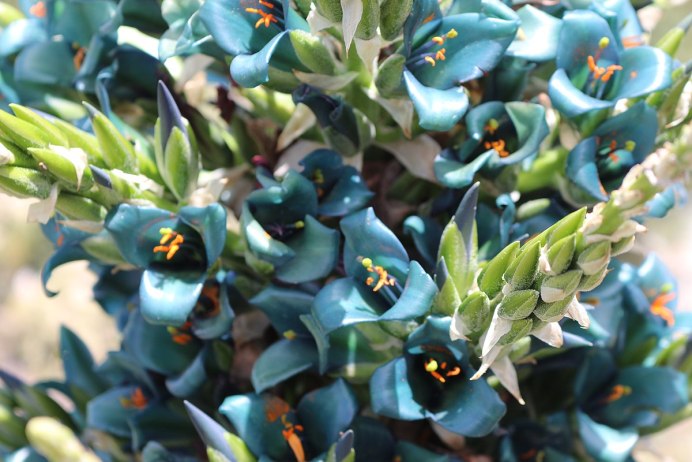 Пуйя альпестрис