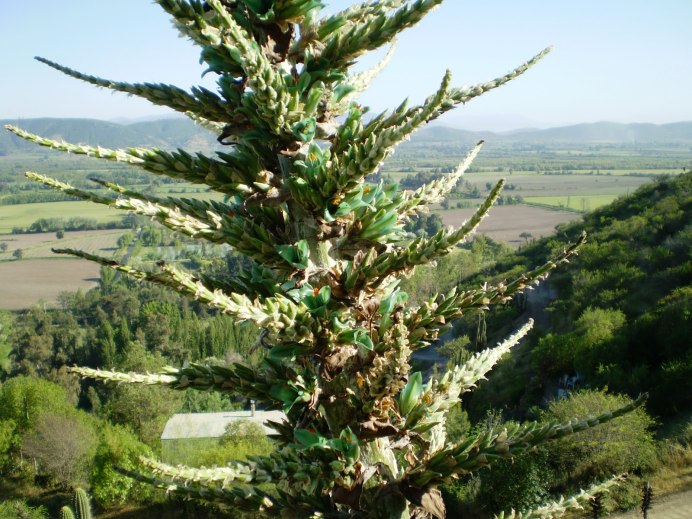 Марианна Норт Борнео