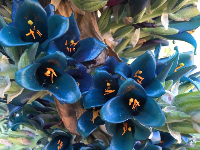 Пуя Пуя игра