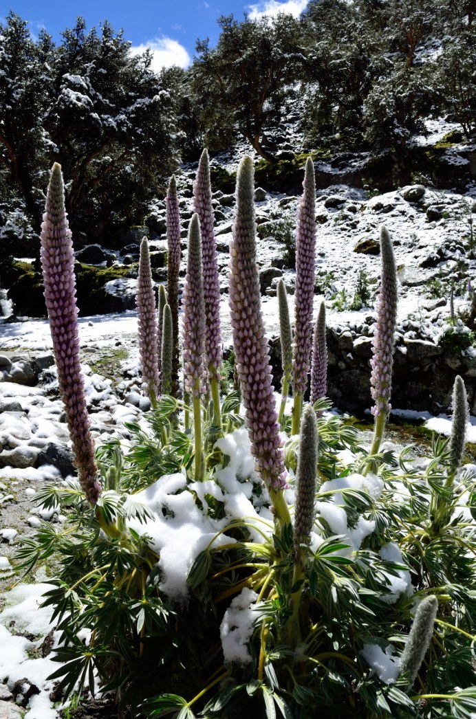Пуйя Альпийская