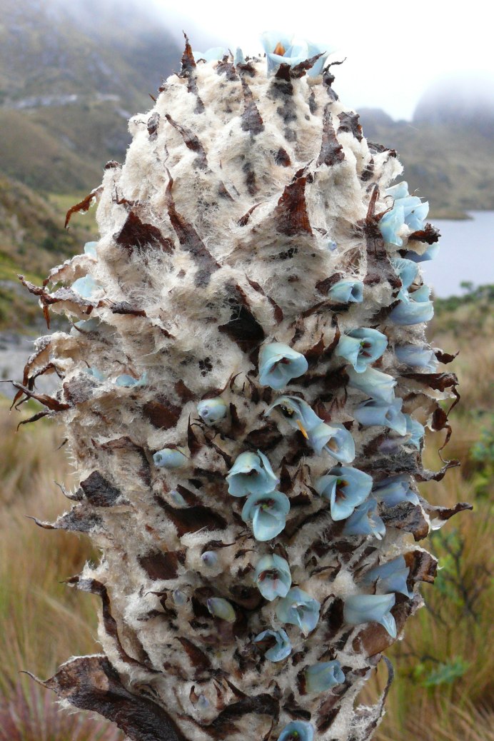 Пуйя растение паразит